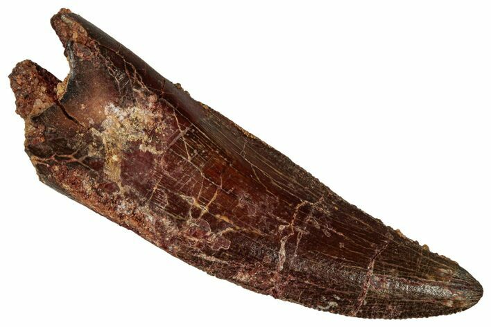 Serrated Raptor Tooth - Partial Root #341247